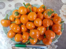 SEMINTE ARDEI IUTE - AI. 10 ORANGE CHERRY BOMB - NEIZOLAT
