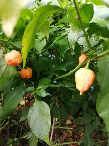 SEMINTE ARDEI IUTE - AI 132 CAROLINA REAPER PEACH neizolat - Img 5