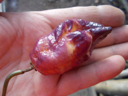 SEMINTE ARDEI IUTE - AI 93 PINK TIGER X REAPER PEACH (PHENO) - NEIZOLAT - Img 7