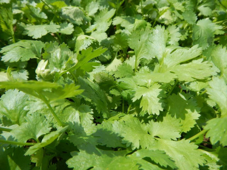 SEMINTE CORIANDRU ( Coriandrum sativum) - D 175