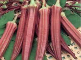 SEMINTE - D. 71 BAME ROSII BURGUNDY - OKRA - Img 2