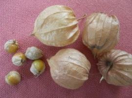 SEMINTE - D.79 PHYSALIS EDULIS - SCHONBRUNNER GOLD - Img 3