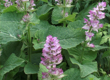 SEMINTE IARBA SFANTULUI IOAN - SALVIA SCLAREA - D 164