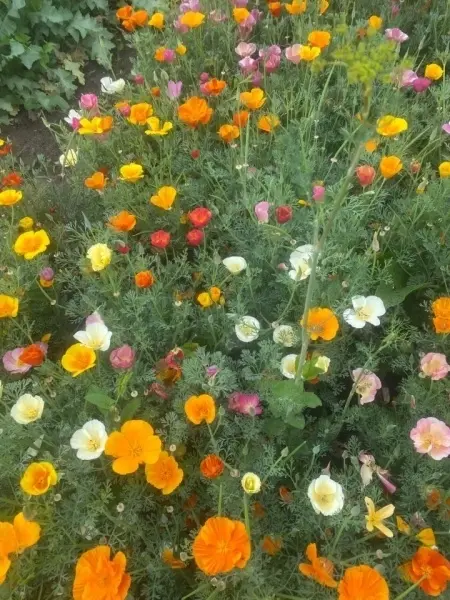 SEMINTE MAC CALIFORNIAN - ESCHSCHOLZIA CALIFORNICA - MIX - D 143 - Img 3