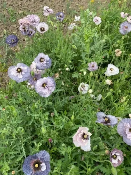 SEMINTE MAC - PAPAVER AMAZING GREY - D 138 - Img 4