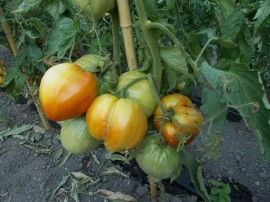 SEMINTE ROSII INIMA DE BOU - T. 36 BOSNISCHE FLEISCHTOMATE - Img 3
