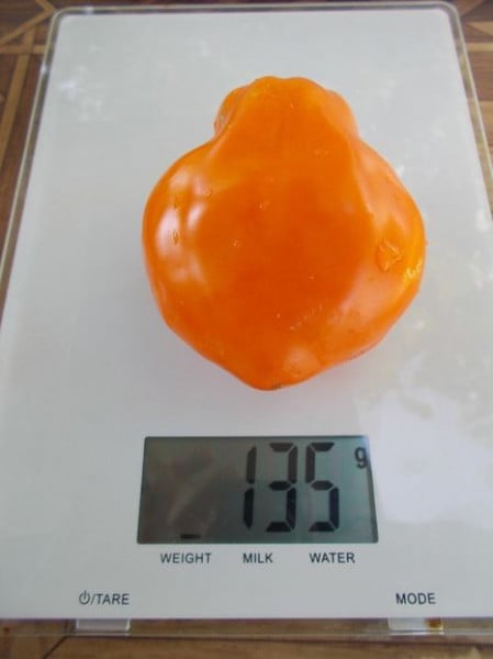 SEMINTE ROSII - T 651 - TULIP ORANGE - Img 5