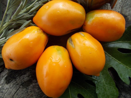 SEMINTE ROSII - T 719 LAPOT ORANGE