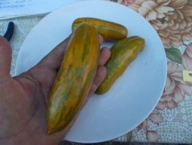 SEMINTE ROSII - T. 96 GREEN SAUSAGE - Img 3