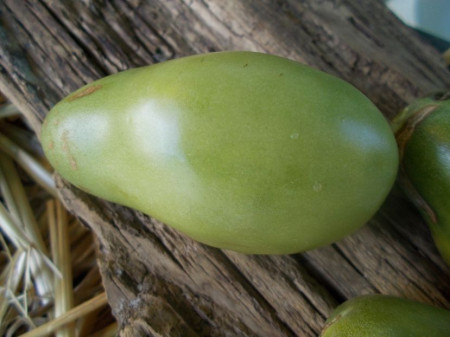 SEMINTE ROSII - T 990 EMERALD PEAR - Img 2