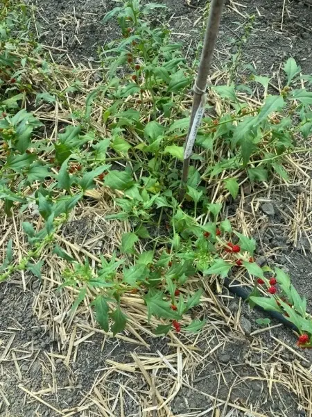 SEMINTE SPANAC STRAWBERRY - CHENOPODIUM FOLIOSUM - BLITUM VIRGATUM - D 16 - Img 6