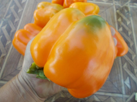SEMINTE ARDEI - A 20 BIG MAMA PAPRIKA