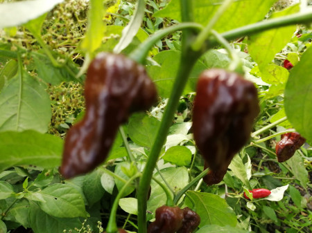 SEMINTE ARDEI IUTE - AI 129 BHUTLAN CHOCOLAT - neizolat