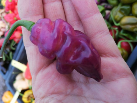 SEMINTE ARDEI IUTE - AI 93 PINK TIGER X REAPER PEACH (PHENO) - NEIZOLAT - Img 8