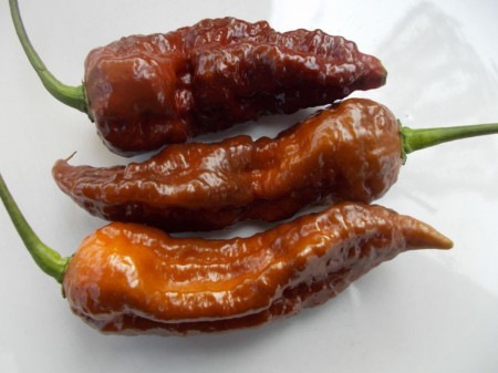 SEMINTE ARDEI IUTE - AI 99 SAY S X BHUT PHENO 2 CHOCO - NEIZOLAT - Img 2