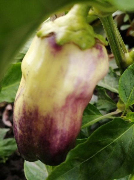 SEMINTE ARDEI VIOLET - A 77 BLOT