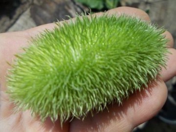 SEMINTE CASTRAVETI - D. 14 CUCUMIS DIPSACEUS - DECORATIV