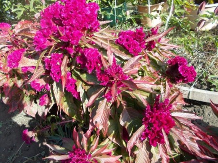 SEMINTE CREASTA COCOSULUI - D 127 CELOSIA CRISTATA DRACULA
