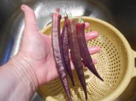 SEMINTE - D. 71 BAME ROSII BURGUNDY - OKRA - Img 3