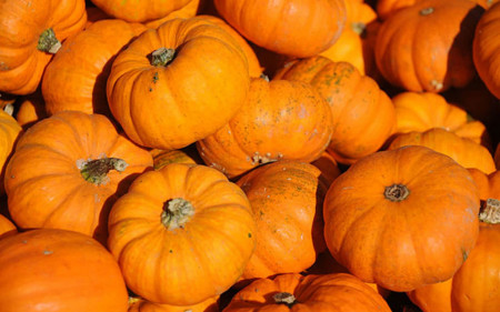 SEMINTE DOVLECEL - D 189 JACK BE LITTLE PUMPKIN - Img 6