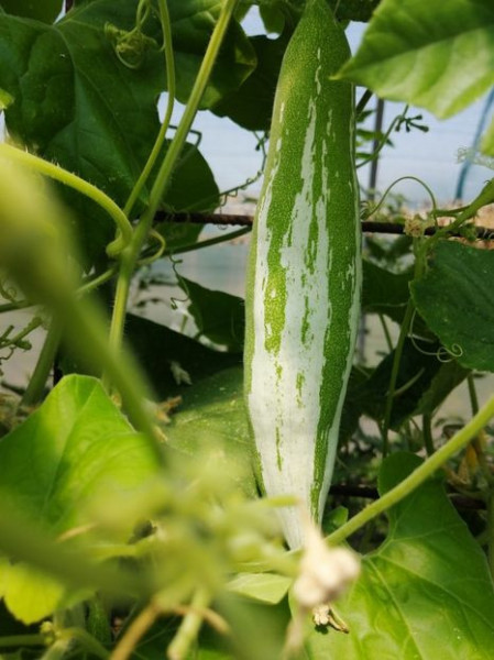 SEMINTE DOVLECEL SARPE - D 201 TRICHOSANTES CUCUMERINA - VIETNAM