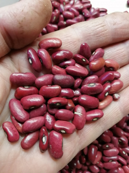 SEMINTE FASOLE - D 206 RUSS RED KIDNEY - Phaseolus vulgaris
