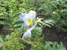 SEMINTE LITSCHI TOMATE - T. 295 SOLANUM SISYMBRIFOLIUM - Img 3