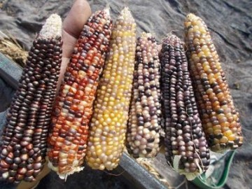 SEMINTE PORUMB POPCORN - P 03