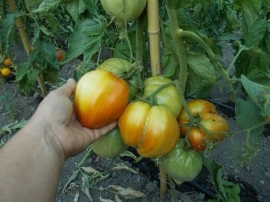 SEMINTE ROSII INIMA DE BOU - T. 36 BOSNISCHE FLEISCHTOMATE - Img 4
