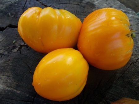 SEMINTE ROSII - T 1053 HONEY SAVED