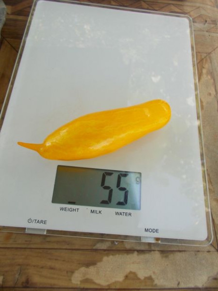 SEMINTE ROSII - T 738 BANANEN PLATANO - Img 5