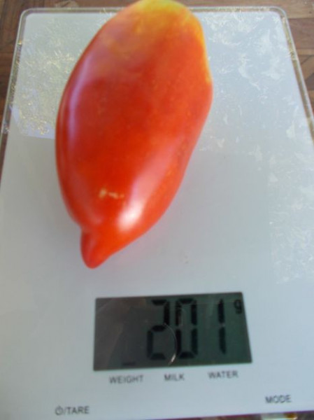 SEMINTE ROSII - T 982 PEPPER GIANT - Img 2