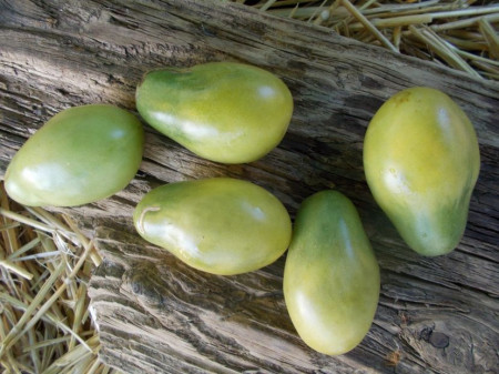SEMINTE ROSII - T 990 EMERALD PEAR - Img 3