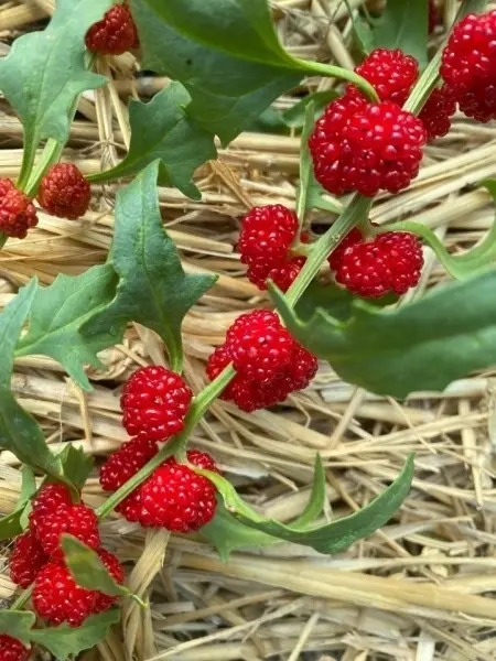 SEMINTE SPANAC STRAWBERRY - CHENOPODIUM FOLIOSUM - BLITUM VIRGATUM - D 16 - Img 4