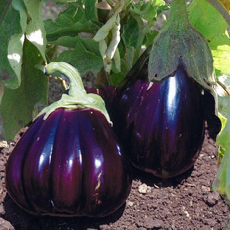SEMINTE VINETE - V 03 BLACK BEAUTY