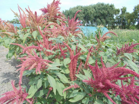 SEMINTE AMARANT - D 191 RIO SAN LORENZO II - Amaranthus hypochondriacus - Img 5