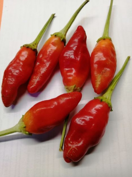 SEMINTE ARDEI IUTE - AI 116 BST JALAPENO