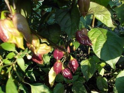 SEMINTE ARDEI IUTE - AI 44 PIMENTA MORANGA X TRINIDAD SCORPION - NEIZOLAT - Img 2