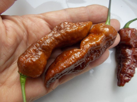 SEMINTE ARDEI IUTE - AI 99 SAY S X BHUT PHENO 2 CHOCO - NEIZOLAT - Img 3