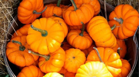 SEMINTE DOVLECEL - D 189 JACK BE LITTLE PUMPKIN