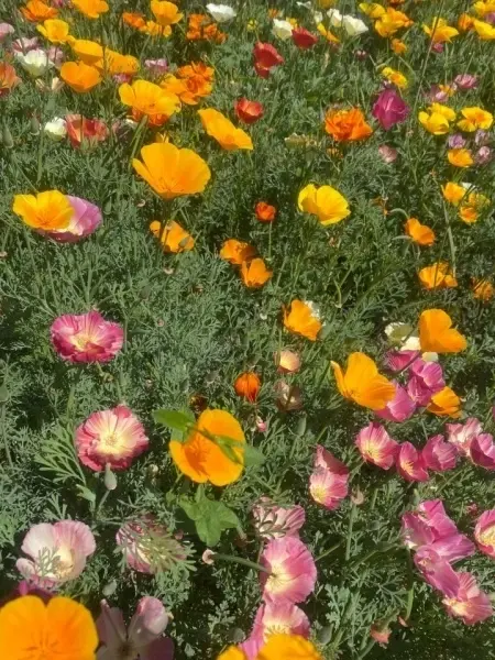 SEMINTE MAC CALIFORNIAN - ESCHSCHOLZIA CALIFORNICA - MIX - D 143 - Img 6