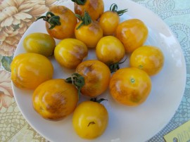 SEMINTE ROSII CHERRY - T. 04 ANTHO WEISE II