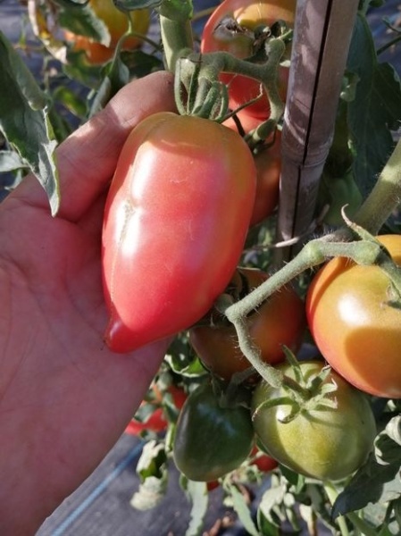 SEMINTE ROSII - T 1059 RASPBERRY TOMATO PEPPER - Img 7