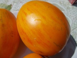 SEMINTE ROSII -T. 182 KEILFORMIGE RIESENTOMATE GELB