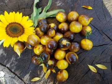 SEMINTE ROSII - T.294 GOLD BERRYES