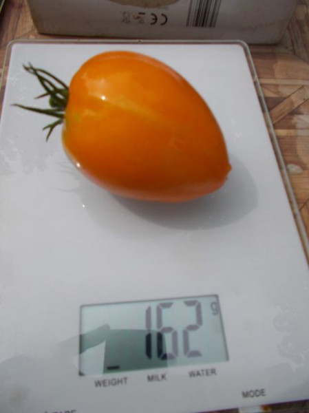 SEMINTE ROSII - T 773 ANDINE CORNUE ORANGE - Img 3
