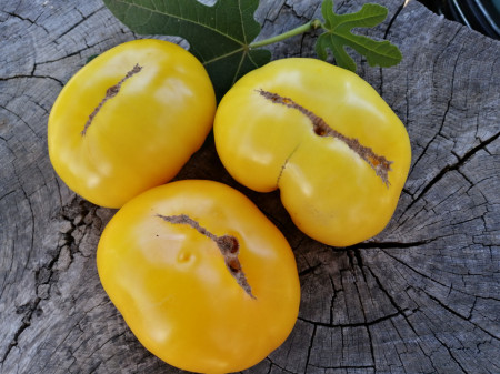 SEMINTE ROSII - T 805 JAKKASS YELLOW DWARF