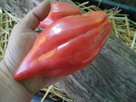 SEMINTE ROSII - T 948 TULIP PINK - Img 6