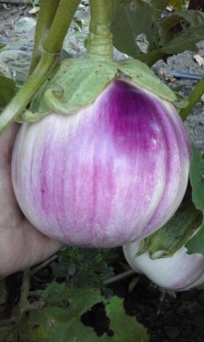 SEMINTE VINETE - V. 18 ROTONDA BIANCA SFUMATA DI ROSA