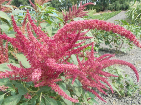SEMINTE AMARANT - D 191 RIO SAN LORENZO II - Amaranthus hypochondriacus - Img 6